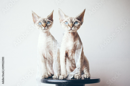 Two Devon Rex cats with blue eyes sitting and posing together. Selective focus, natural light photo.