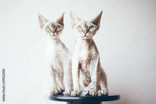 Obraz Two Devon Rex cats with blue eyes sitting and posing together. Selective focus, natural light photo.