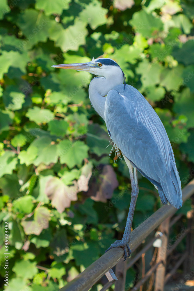Ardea cinerea, grey and white bird on green background Ardea cinerea, grey and white bird on green background