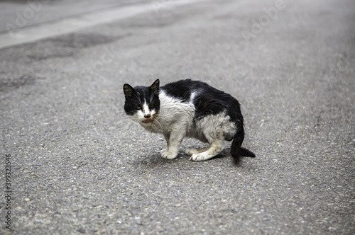 Abandoned street cats © celiafoto