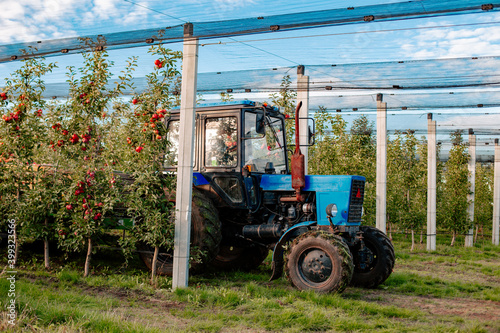 Tractor between rows in red apple orchard