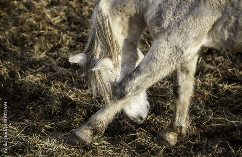 Horse in stable