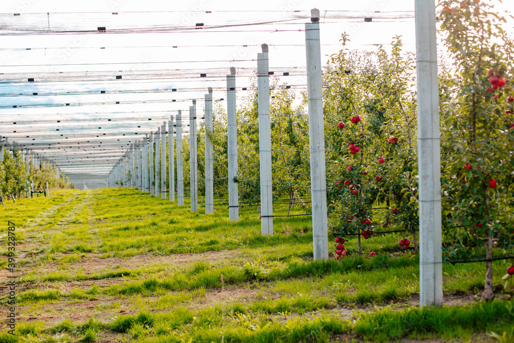Apple garden full of ripe red apples Apple garden full of ripe red apples