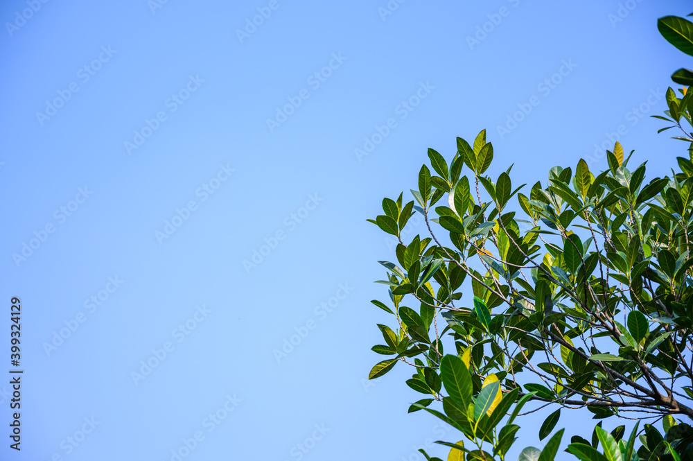 Fresh green leaves in with clear blue sky background in the midday. Fresh green leaves in with clear blue sky background in the midday.