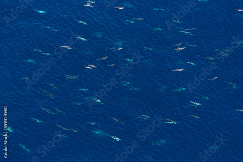 Short-beaked common dolphin (Delphinus delphis), Channel Islands National Park, California, Usa, America