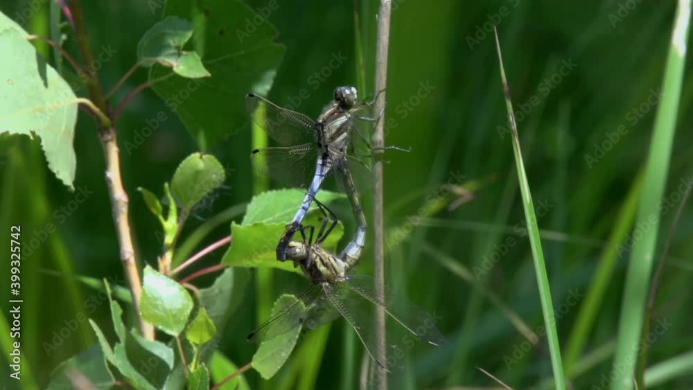 Mating of the dragonflies on the reed Mating of the dragonflies on the reed