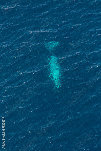 North Pacific right whale (Eubalaena japonica), Channel Islands National Park, California, Usa, America © JUAN CARLOS MUNOZ