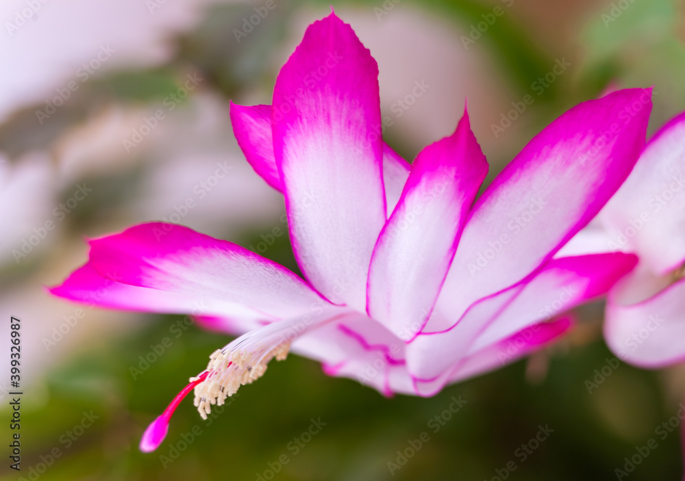Flower schlumbergera Decembrist closeup