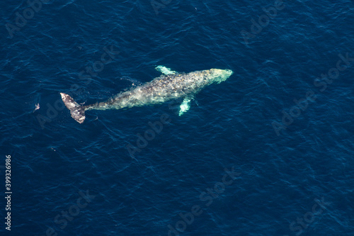 North Pacific right whale  Eubalaena japonica   Channel Islands National Park  California  Usa  America