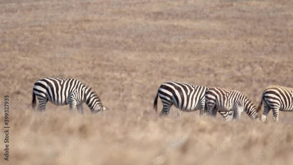Zebras At Hearst Castle, California Zebras At Hearst Castle, California