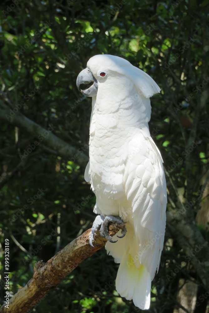 White parrot cockatoo on a branch in Florida zoological garden