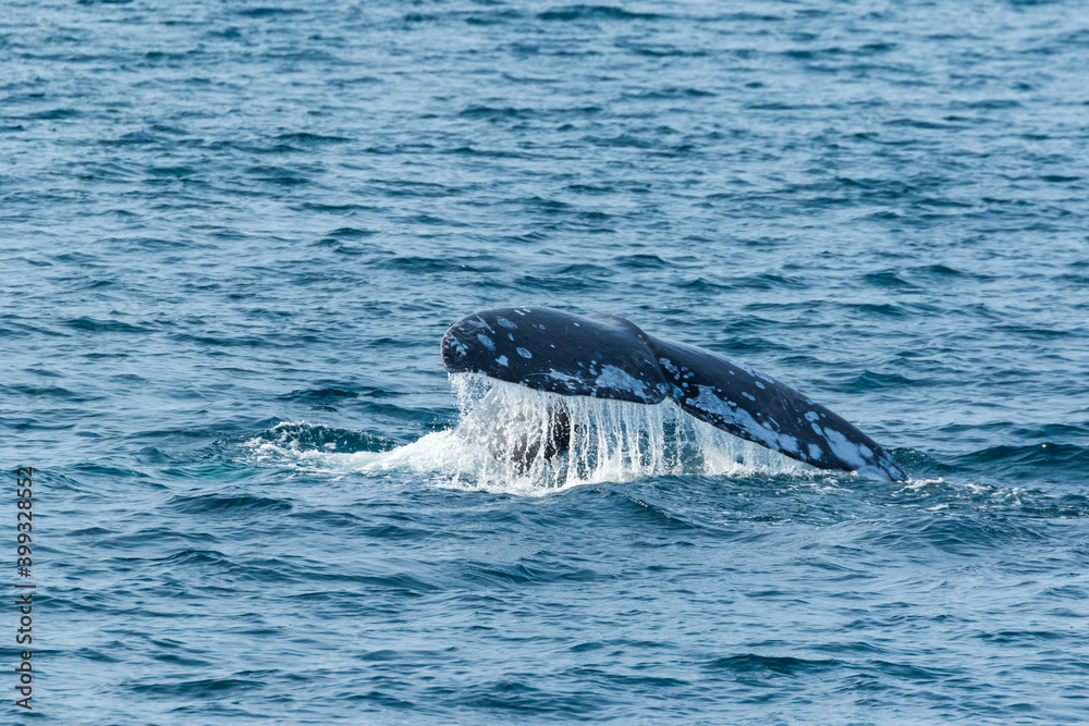 Fototapeta premium North Pacific right whale (Eubalaena japonica), Channel Islands National Park, California, Usa, America