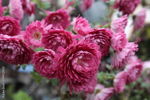 red pink flowers of the immortal Helichr'sum are a close-up