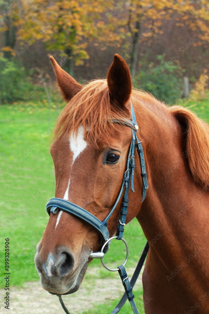 Fototapeta premium Portrait of a horse, brown horse
