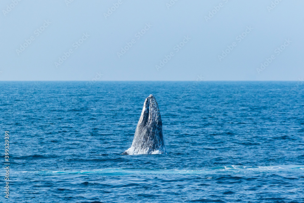 Naklejka premium North Pacific right whale (Eubalaena japonica), Channel Islands National Park, California, Usa, America