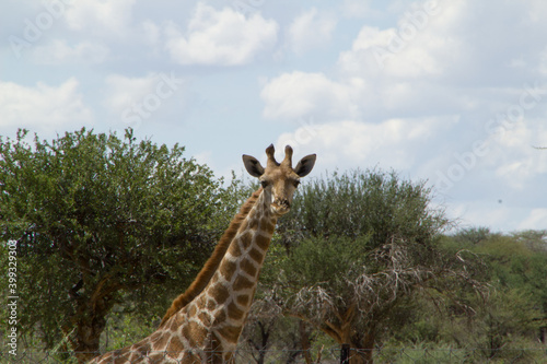 Giraffe in Namibia