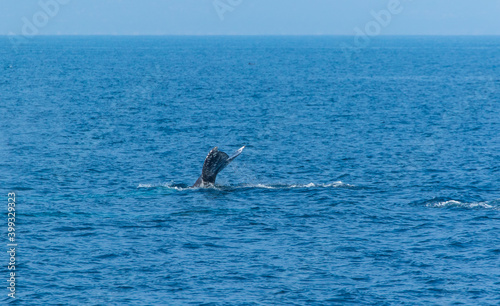 North Pacific right whale (Eubalaena japonica), Channel Islands National Park, California, Usa, America © JUAN CARLOS MUNOZ