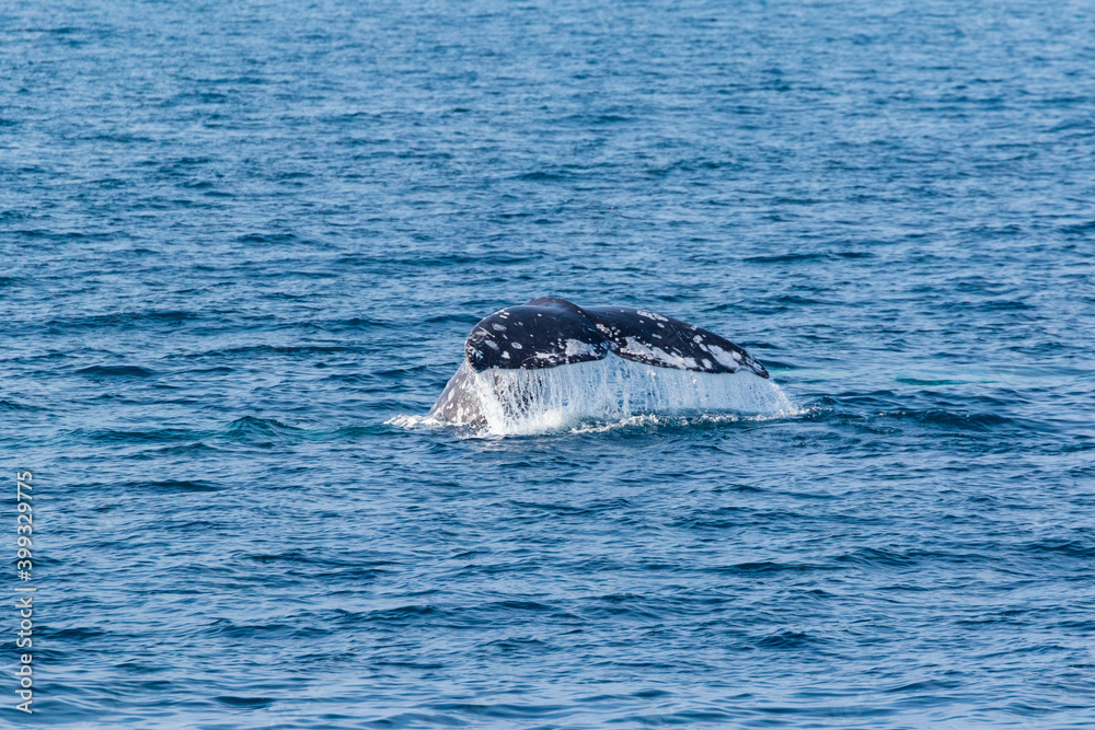 Obraz premium North Pacific right whale (Eubalaena japonica), Channel Islands National Park, California, Usa, America