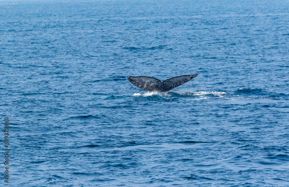 Fototapeta premium North Pacific right whale (Eubalaena japonica), Channel Islands National Park, California, Usa, America