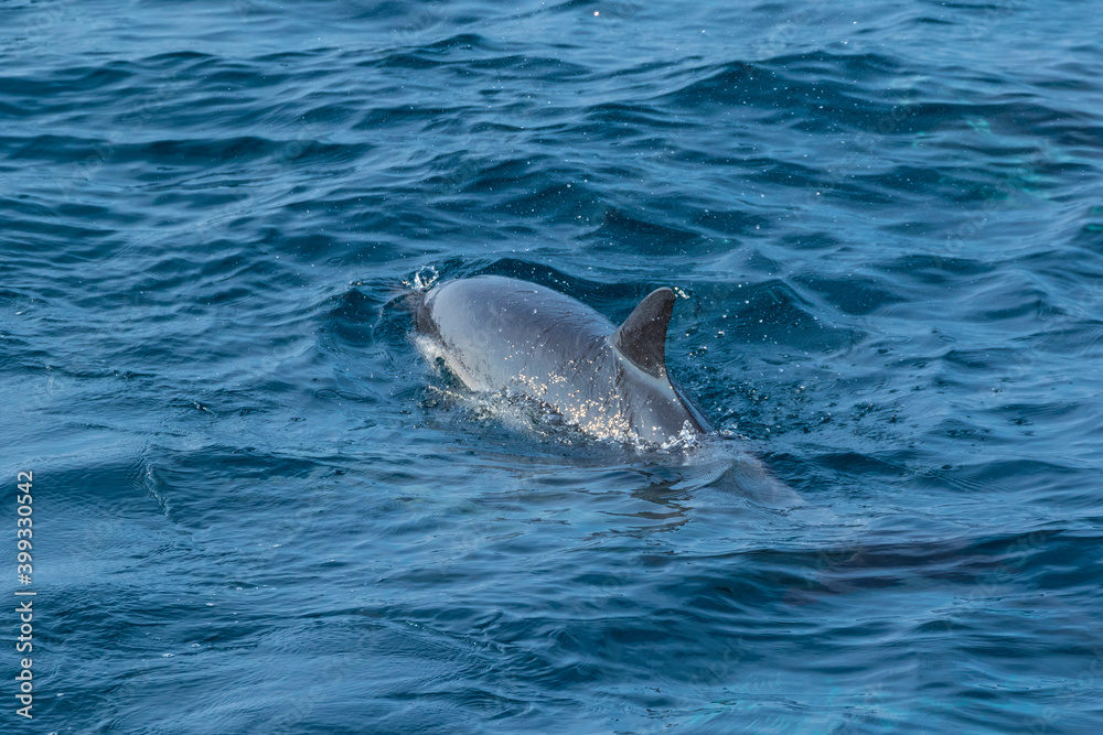 Obraz premium Short-beaked common dolphin (Delphinus delphis), Channel Islands National Park, California, Usa, America