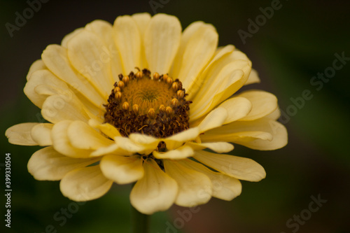 Yellow zinnia flower