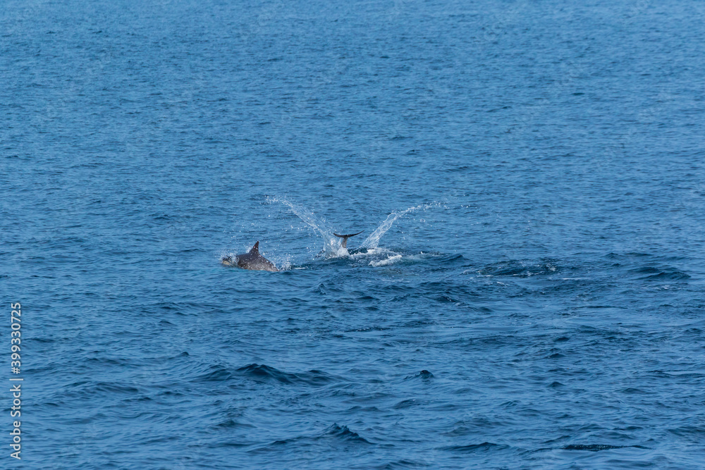 Fototapeta premium Short-beaked common dolphin (Delphinus delphis), Channel Islands National Park, California, Usa, America