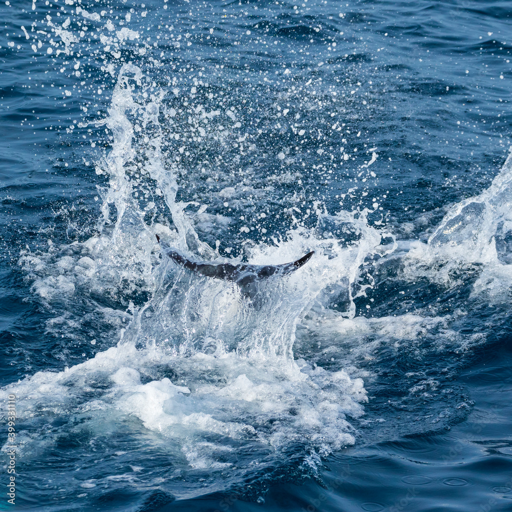 Fototapeta premium Short-beaked common dolphin (Delphinus delphis), Channel Islands National Park, California, Usa, America