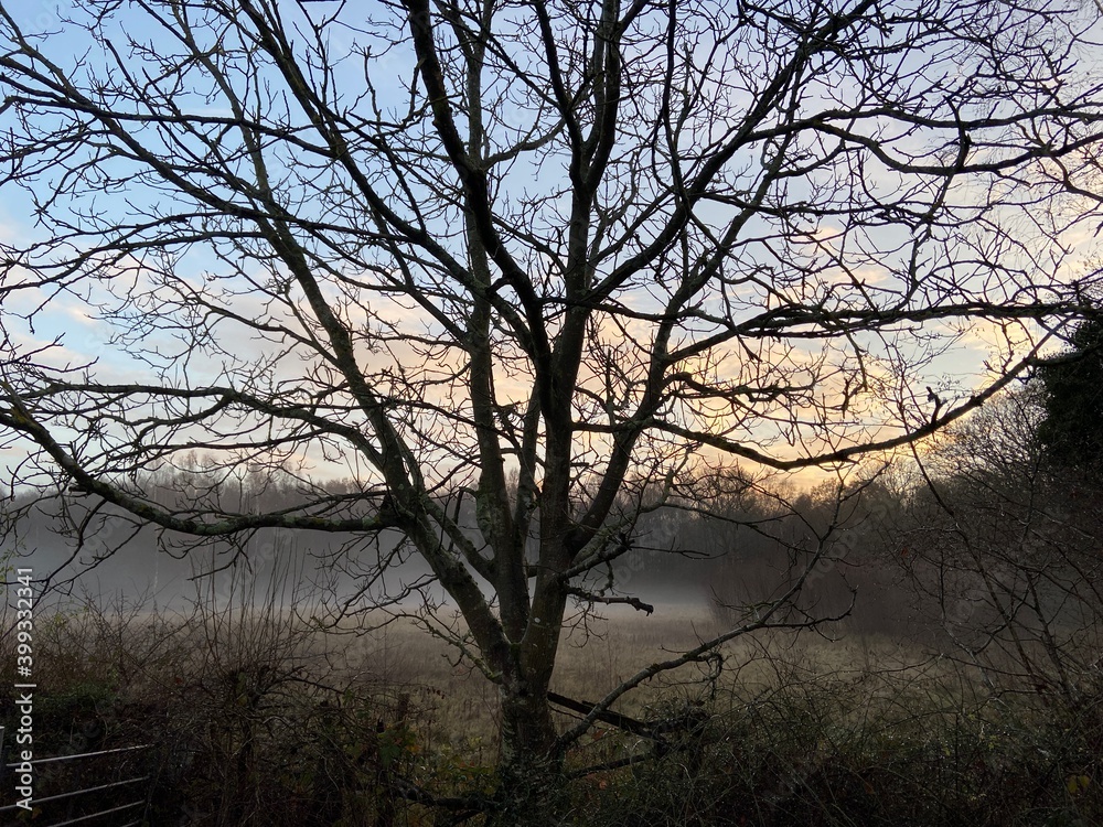 Brede Valley with mist and fog view from Winchelsea East Sussex UK - across misty fields trees and sheep Brede Valley with mist and fog view from Winchelsea East Sussex UK - across misty fields trees and sheep