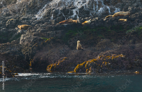 California sea lion (Zalophus californianus), California, Usa, America