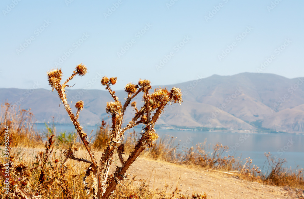 Armenia. Dried thistles on Sevan lake.