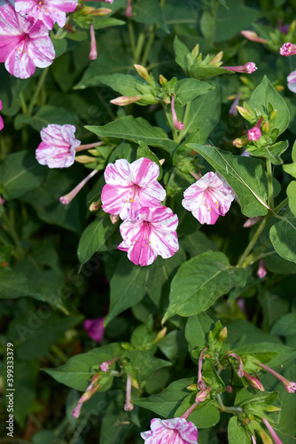 Mirabilis jalapa