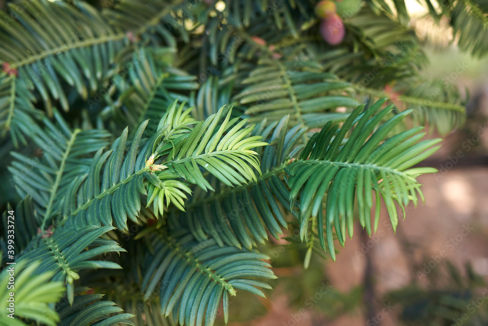 Taxus baccata Taxus baccata
