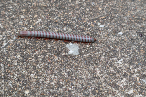 Millipede walking on a concrete floor. Sensitive focus.
