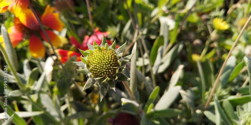 flower in the grass