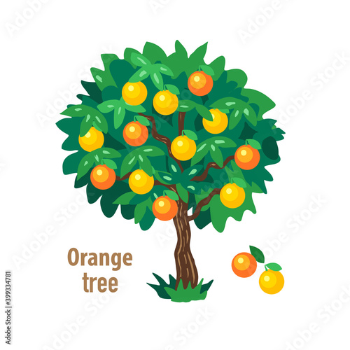 Orange tree