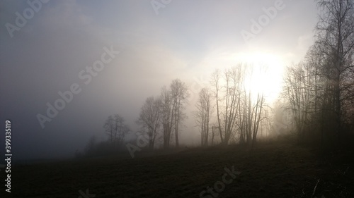 Sunbeams entering coniferous forest on a misty autumnal morning.