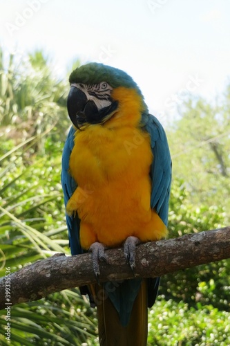 Macaw parrot on a branch in Florida zoological garden, closeup