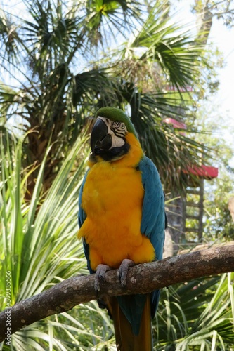 Blue macaw parrot on a branch in Florida zoological garden