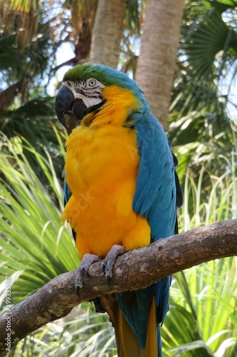 Macaw parrot on a branch in Florida zoological garden, closeup