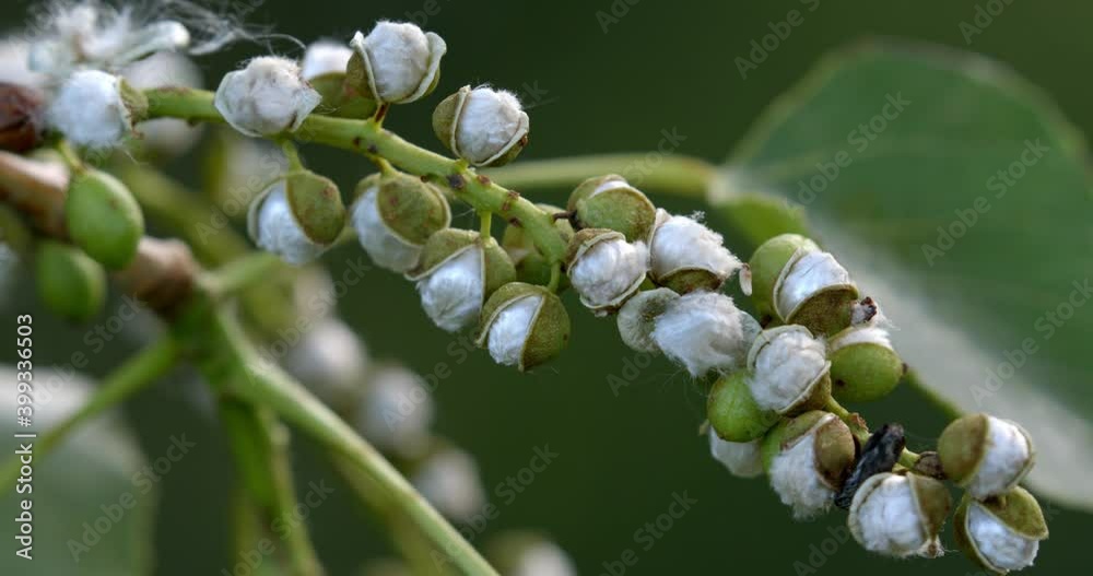 Poplar seed on the branch, the Drava River Poplar seed on the branch, the Drava River