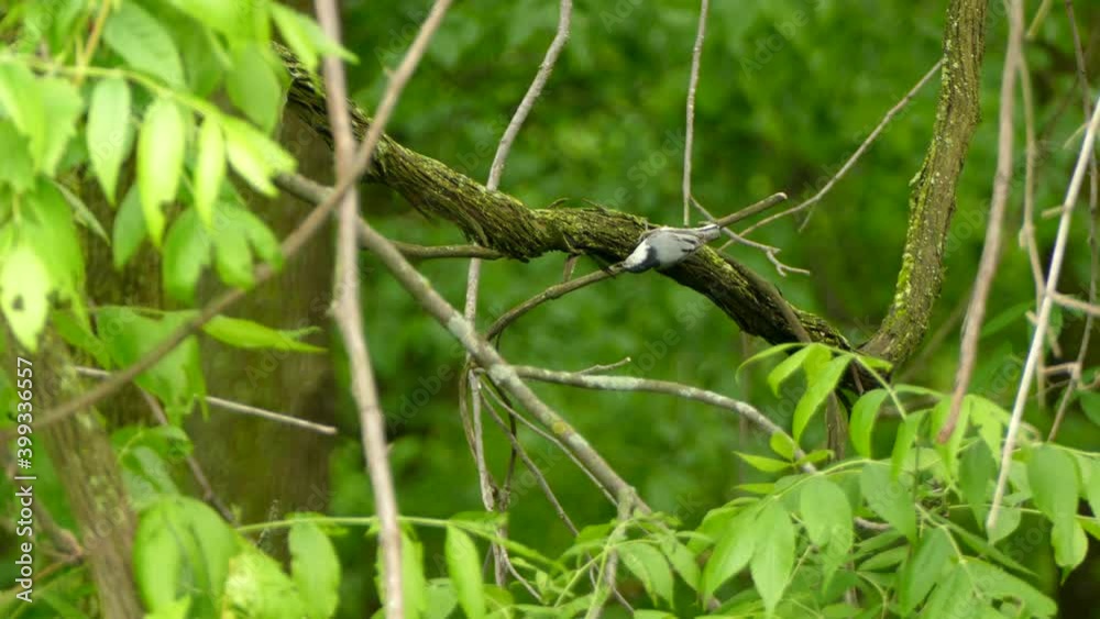 Little bird walks hopping on tree branch Little bird walks hopping on tree branch