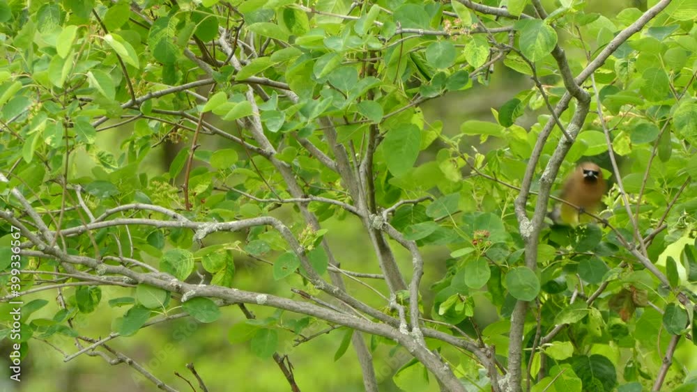 Small colourful bird jumping from branch to branch on a cloudy day in the spring in Canada. Steady shot. Small colourful bird jumping from branch to branch on a cloudy day in the spring in Canada. Steady shot.