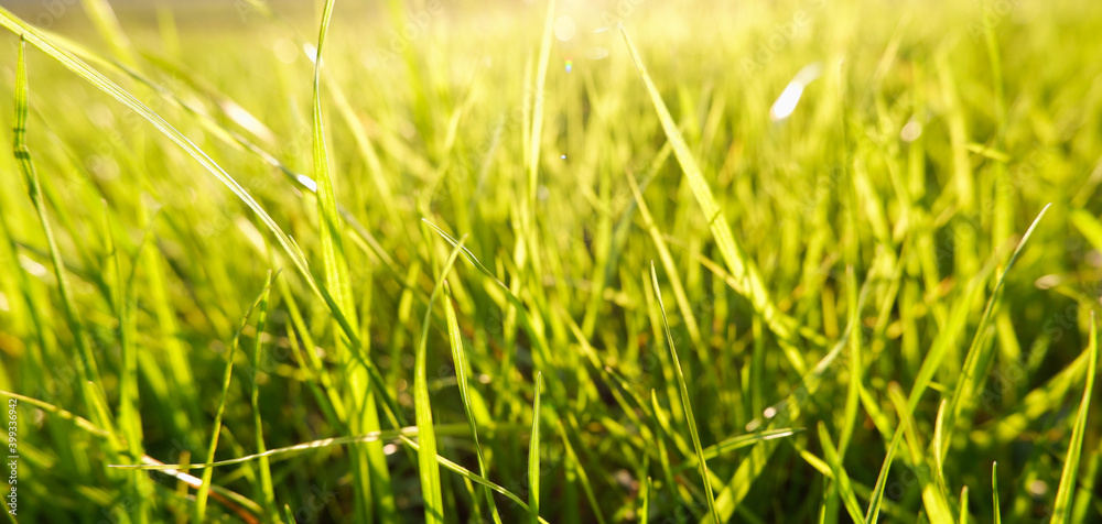 Natural green eco sunny background with grass and light spots. Close-up view on the fresh green grass in the sunny morning.
