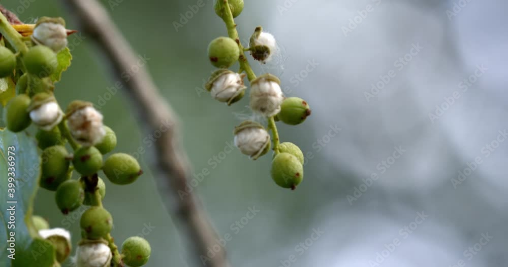 Poplar seed on the branch, the Drava River Poplar seed on the branch, the Drava River