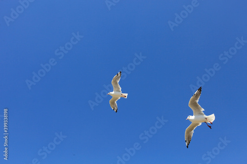 Two white seagull birds flying in the blue sky