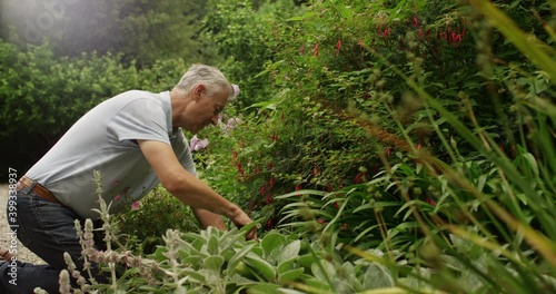 4k, Mature man cringes in pain while working on his garden plot. photo