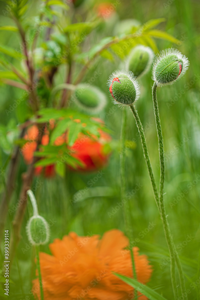 poppy flowers in the garden poppy flowers in the garden