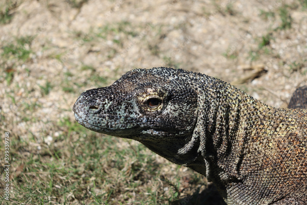 Closeup portrait of Komodo Dragon