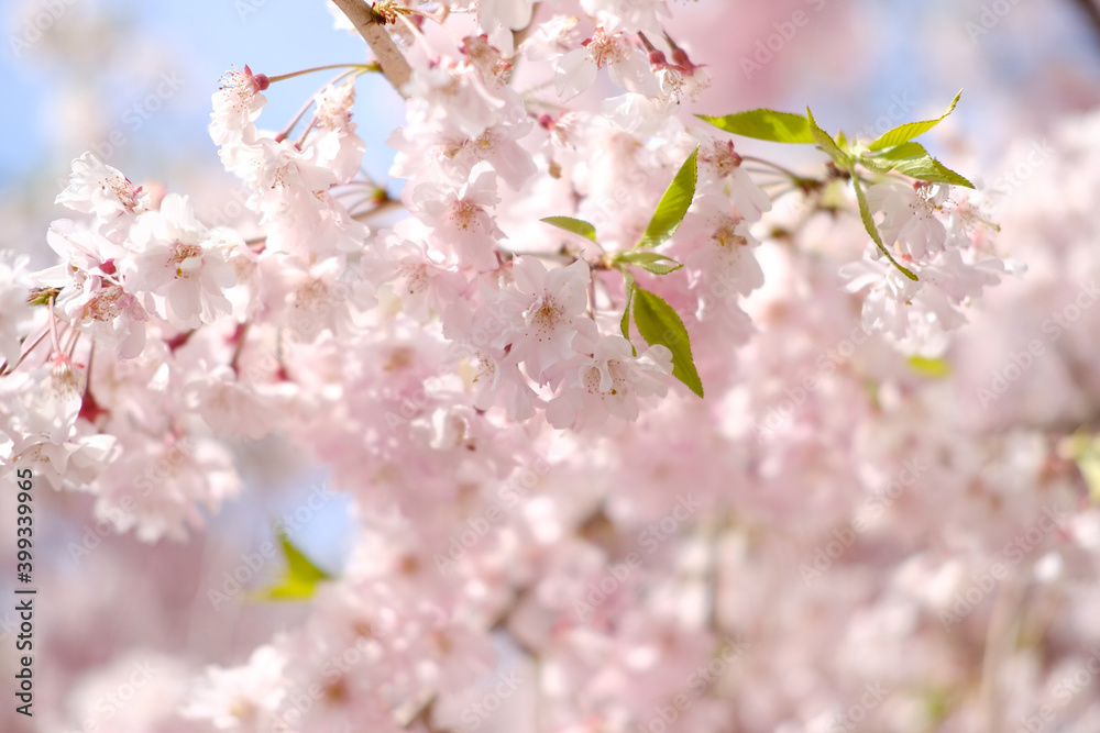 Obraz premium 満開の桜