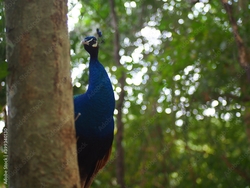 Fototapeta premium peacock in the park